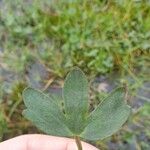 Ranunculus hyperboreus Leaf