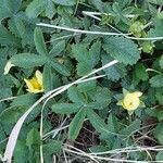 Potentilla reptans 葉