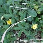 Potentilla reptans ഇല