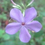 Phlox amplifolia Kwiat