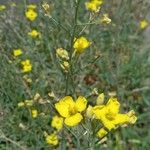 Diplotaxis tenuifolia 花