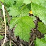 Geum macrophyllum Лист