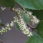 Allophylus africanus Blüte
