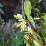 Pittosporum dzumacense Flower