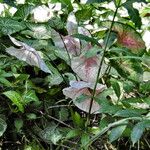 Caladium bicolor Alkat (teljes növény)