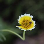Layia platyglossa Flor