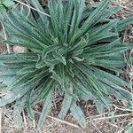 Echium asperrimumЛисток