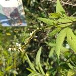 Varronia curassavica Flower