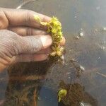 Utricularia stellaris Άλλα