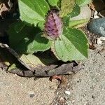 Ajuga pyramidalis花