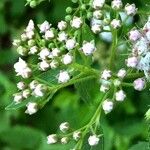 Valeriana tripteris Blüte