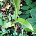 Anacamptis pyramidalis Fuelha