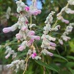 Salvia leucanthaFlor