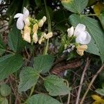Phaseolus vulgaris Λουλούδι