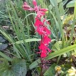 Lobelia cardinalis موطن