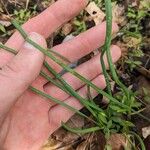 Allium canadense Leaf