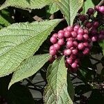 Callicarpa americana 果