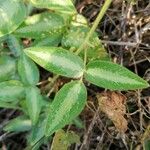 Desmodium uncinatum Leaf