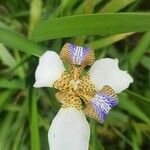 Trimezia northiana Flower