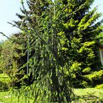 Picea sitchensis অভ্যাস