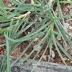 Bulbine frutescens Blatt