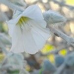 Convolvulus oxyphyllus Kwiat