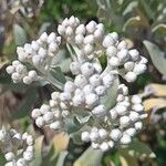 Helichrysum melaleucum Blüte