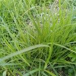 Carex hirta Fuelha