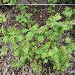 Sorbaria sorbifolia Hostoa