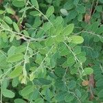 Phyllanthus reticulatus Leaf