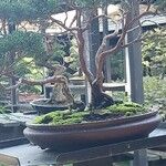 Juniperus chinensis 整株植物