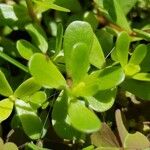 Bacopa monnieriLeaf