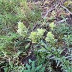 Castilleja septentrionalis Blomst