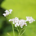 Achillea alpina Blüte