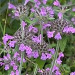 Clinopodium vulgare Flower