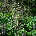 Petasites hybridus Yeri