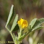 Medicago scutellata Beste bat