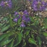 Penstemon procerus Yeri