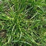 Cyperus fuscus Συνήθη χαρακτηριστικά