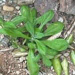 Erigeron pulchellus Leaf