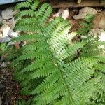 Dryopteris expansa Leaf