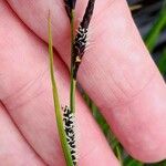 Carex nigra Blomma