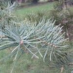 Abies concolor ഇല