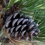 Pinus rigida Gyümölcs