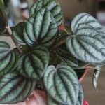 Peperomia albovittata Leaf