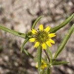 Sanvitalia abertii Flower