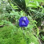 Clitoria ternatea Blomst