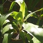 Aspidistra lurida List