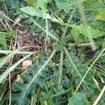 Cirsium acauleLeaf