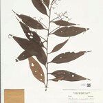 Nectandra cuspidata Лист